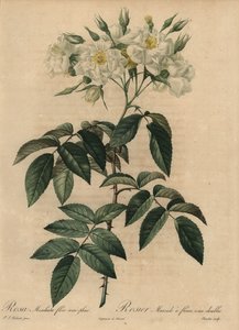 Valkoinen myskiruusu, Rosa moschata tekijältä Pierre Joseph Redouté