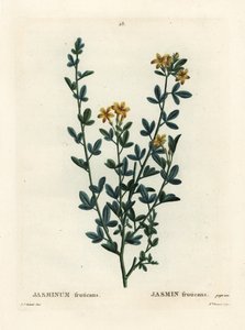 Villi tai keltainen Jasmine, Jasminum fruticans. Neiti Brenet