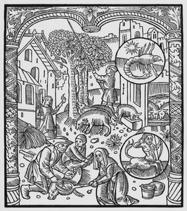 Marraskuu, sian tappaminen ja tammenterhojen korjuu, Skorpioni, kuvitus "Almanach des Bergersistä", 1491 (ksylografi)
