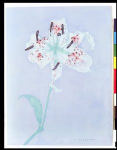 Lily, vuoden 1921 jälkeen (akvarelli ja kynä) tekijältä Piet Mondrian