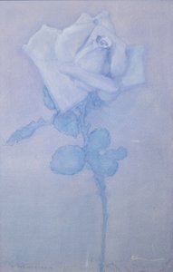 Valkoinen ruusu tekijältä Piet Mondrian