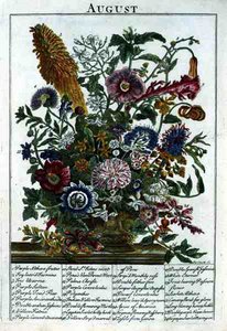 elokuuta, Robert Furberin (n. 1674-1756) "Kukkapuutarhasta" -kaiverruksesta, James Smith, pub. 1732 (värinen kaiverrus)