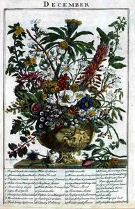 Joulukuu, Robert Furberin (n. 1674-1756) "The Flower Garden Displayed" -teoksesta, kaiverruksesta James Smith, pub. 1732 (värinen kaiverrus)