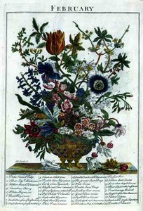 Helmikuu, Robert Furberin (n. 1674-1756) teoksesta "The Flower Garden Displayed", kaiverrus James Smith, pub. 1732 (värinen kaiverrus)