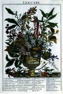 Tammikuu, Robert Furberin (n. 1674-1756) teoksesta "The Flower Garden Displayed", kaiverrus James Smith, pub. 1732 (värinen kaiverrus)