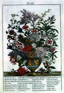 heinäkuuta, Robert Furberin (n. 1674-1756) "The Flower Garden Displayed" -teoksesta, kaiverrus James Smith, pub. 1732 (värinen kaiverrus)