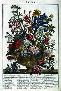 Kesäkuuta, Robert Furberin (n. 1674-1756) "The Flower Garden Displayed" -teoksesta, kaiverrus James Smith, pub. 1732 (värinen kaiverrus)