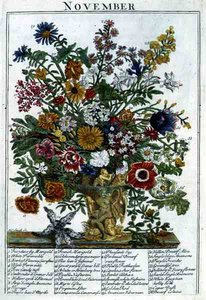 marraskuuta, Robert Furberin (n. 1674-1756) teoksesta "The Flower Garden Displayed", kaiverrus James Smith, pub. 1732 (värinen kaiverrus)