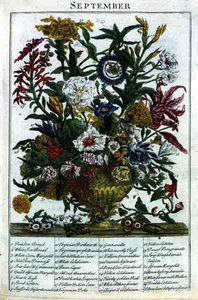 Syyskuu, Robert Furberin (n. 1674-1756) "The Flower Garden Displayed" -teoksesta, kaiverrettu James Smith, pub. 1732 (värinen kaiverrus)