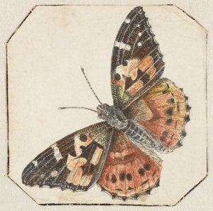 Ohdakeperhonen (Vanessa cardui) tekijältä Pieter Barbiers (possibly)