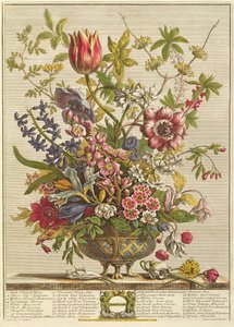 Helmikuu, Robert Furberin (n.1674-1756) teoksesta `Twelve Months of Flowers