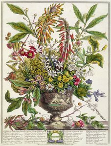 Tammikuu, teoksesta "Twelve Months of Flowers", Robert Furber (n. 1674-1756), kaiverrus Henry Fletcher (värikaiverrus)