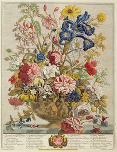 Kesäkuu, Robert Furberin (n. 1674-1756) teoksesta "Twelve Months of Flowers", kaiverrus Henry Fletcher (värikaiverrus)