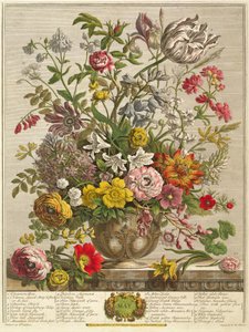 Toukokuu, Robert Furberin (n. 1674-1756) teoksesta "Twelve Months of Flowers", kaiverrus Henry Fletcher (värikaiverrus)