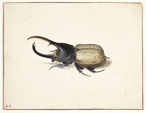 Herkulesbillessä (dynastes Hercules) tekijältä Pieter Holsteijn