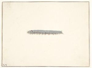 Koi-toukka tekijältä Pieter Holsteijn