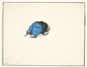 Sarvikuoriainen (scarabaeidae) tekijältä Pieter Holsteijn