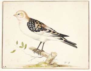 In snespurv (plectrophenax nivalis) tekijältä Pieter Holsteijn