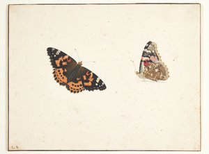 Kaksi ohdaketutkimusta (vanessa cardui l.) tekijältä Pieter Holsteijn