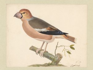 Applefinch tekijältä Pieter Holsteyn (I)