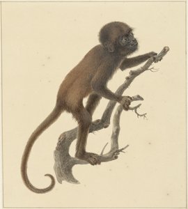 apina