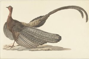 Argus-fasaani tekijältä Pieter Pietersz. Barbiers