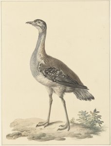 Denhamsin ansa (Neotis denhami)