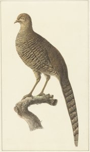 Goudfazant, kana