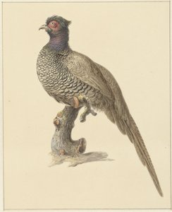  Translation types Text translation  FRISIAN - DETECTED  ENGLISH  SPANISH  FRENCH  FINNISH  POLISH  DANISH Source text Jachtfazant Jachtfazant 11 / 5,000 Translation results Metsästys fasaani More about this source textSource text required for additional t tekijältä Pieter Pietersz. Barbiers
