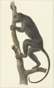 Musta ulvoapina (Paraguay)