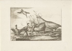 Eenden en ganzen Erilaisia ​​lintuja (sarjan nimi) Eri lintujen täydellisimmät hahmot (...) (sarjan nimi) tekijältä Pieter Schenk (I) (attributed to)