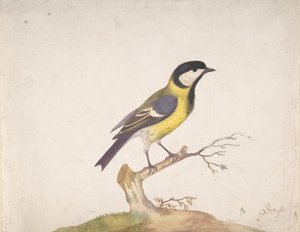 Isotiainen Parus major istui oksalla, 1670-93.