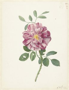 Gallialainen ruusu (Rosa gallica L. 