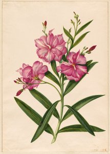 Purppura Oleanteri