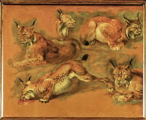 Studies of a lynx (maalaus kankaalle) tekijältä Pieter or Peter Boel