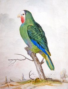 Papukaija maisemassa (guassi kynän päällä ja musta muste) tekijältä Pieter the Younger Holsteyn