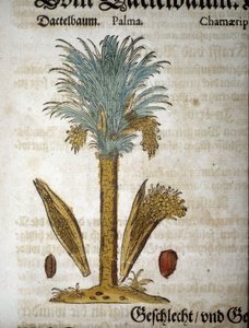 Kasvitieteellinen taulu: Palmu taateleilla - "" herbarium mattiolissa"".