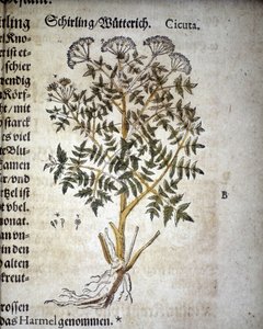 Hemlock - In ""Herbarium Mattioli""".