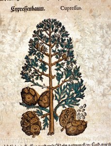 Cyber ​​kartio. Kaiverrus - "" Kreutterbuch Dess erittäin oppinut ja tunnettu Mr. D. Petri Andreae Matthioli"" Pietro Andrea Mattioli (Matthiole) (1500-1577). Frankfurt tekijältä Pietro Andrea Mattioli