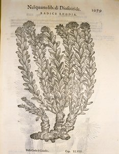 Kultajuuri tai ruusunjuuri (Rhodiola rosea), kaiverrus Pier Andrea Mattioli tekijältä Pietro Andrea Mattioli