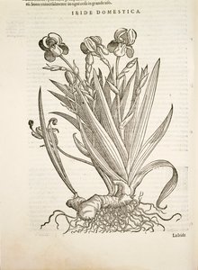 Iris (Domestic iris), kaiverrus Pier Andrea Mattioli