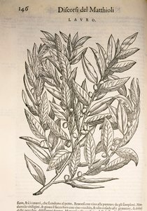 Laurel (Laurus), kaiverrus Pier Andrea Mattioli