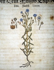 Lin tai Linum - "Herbarium Mattiolissa"". tekijältä Pietro Andrea Mattioli