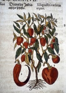 Paprikat tai Siliquaftri varietas triplex - ""Herbier Mattioli""