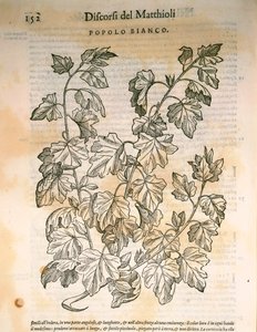 Poppeli (Populus), kaiverrus Pier Andrea Mattioli