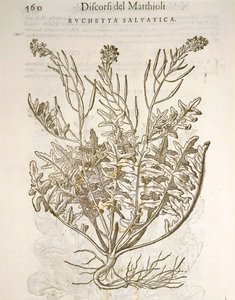 Rucola (Eruca sativa), Pier Andrea Mattiolin kaiverrus.
