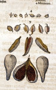Kardemumma. Kaiverrus - "" Kreutterbuch Dess erittäin oppinut ja tunnettu Mr. D. Petri Andreae Matthioli"" Pietro Andrea Mattioli (Matthiole) (1500-1577). Frankfurt tekijältä Pietro Andrea Mattioli