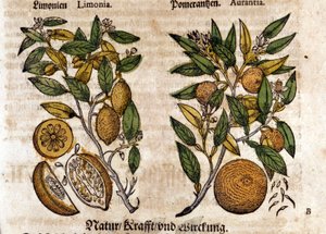 Sitruuna. Appelsiini- ja sitruunapuu. Kaiverrus - "" Kreutterbuch Dess erittäin oppinut ja tunnettu Mr. D. Petri Andreae Matthioli"" Pietro Andrea Mattioli (Matthiole) (1500-1577). Frankfurt