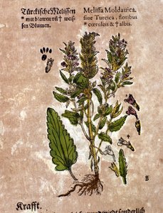 Melissa. Kaiverrus - "" Kreutterbuch Dess erittäin oppinut ja tunnettu Mr. D. Petri Andreae Matthioli"" Pietro Andrea Mattioli (Matthiole) (1500-1577). Frankfurt tekijältä Pietro Andrea Mattioli