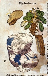 Raparperi. Kaiverrus - "" Kreutterbuch Dess erittäin oppinut ja tunnettu Mr. D. Petri Andreae Matthioli"" Pietro Andrea Mattioli (Matthiole) (1500-1577). Frankfurt tekijältä Pietro Andrea Mattioli